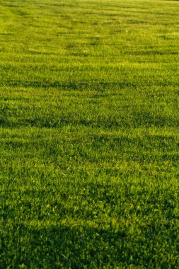 Gün batımında yeşil alan arkaplanı, manzara manzarası. Yüksek kaliteli fotoğraf.