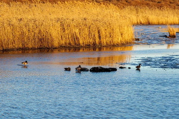 Birds Pond Lake Lake Grass Car Tire Thrown Lake Nature — Stockfoto