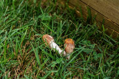 A macro of a wild chanterelle mushroom growing among the moss and grass. The mushroom is smooth on top and has gill like ridges underneath. High quality photo