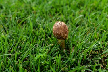 A macro of a wild chanterelle mushroom growing among the moss and grass. The mushroom is smooth on top and has gill like ridges underneath. High quality photo