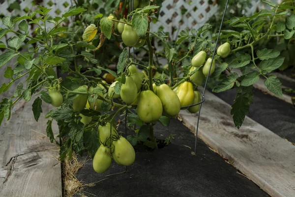 Ripening tomatoes in the garden. Green and red tomatoes on a branch with sunlight. Ripe and unripe tomatoes grow in the garden. High quality photo