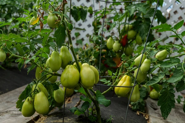 Ripening Tomatoes Garden Green Red Tomatoes Branch Sunlight Ripe Unripe — Φωτογραφία Αρχείου