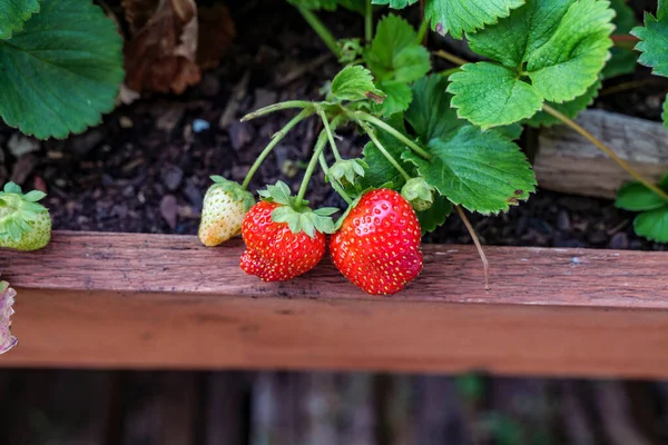 Macro of strawberries grown in the vegetable garden. backyard organic berries. High quality photo