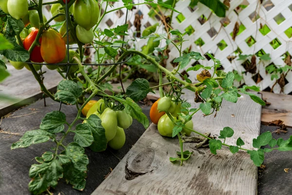 Ripening tomatoes in the garden. Green and red tomatoes on a branch with sunlight. Ripe and unripe tomatoes grow in the garden. High quality photo