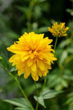 Blooming Rudbeckia laciniata, or golden balls in the garden close-up. High quality photo