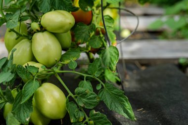 backyard self-sown organically grown ripening round tomatoes the edible red fruit or berry of nightshade Solanum Lycopersicum, rich in lycopene, eaten raw, cooked, sauced, or roasted are deliciously