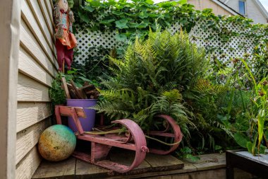 fern tree outdoor, handmade conception, in sunny backyard shot at shallow depth of field. High quality photo