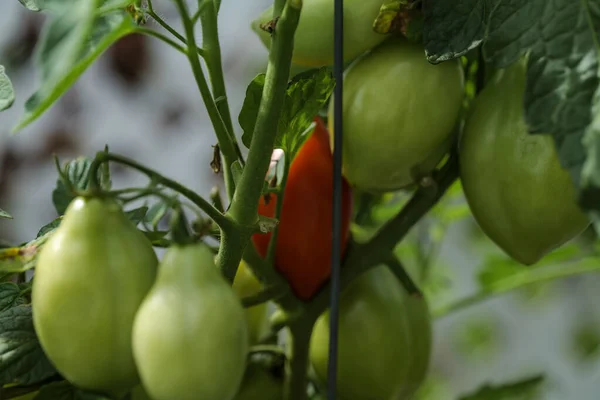 backyard self-sown organically grown ripening round tomatoes the edible red fruit or berry of nightshade Solanum Lycopersicum, rich in lycopene, eaten raw, cooked, sauced, or roasted are deliciously