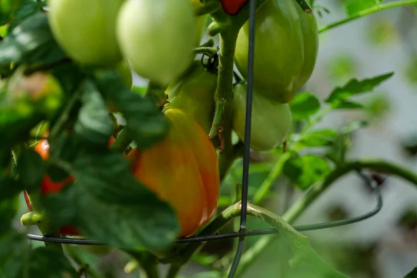 Backyard Self Sown Organically Grown Ripening Tomatoes Edible Red Fruit — Stock Fotó
