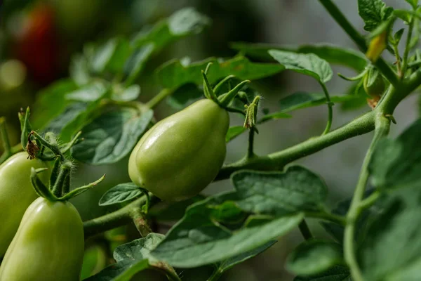 Backyard Self Sown Organically Grown Ripening Tomatoes Edible Red Fruit — Foto de Stock