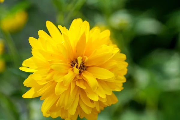 Blooming Rudbeckia Laciniata Golden Balls Garden Close High Quality Photo — 스톡 사진