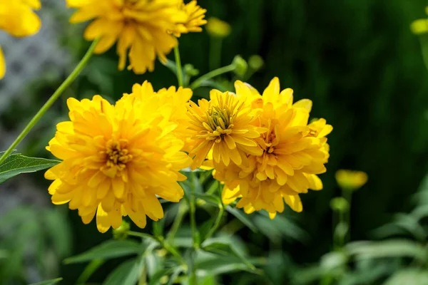 Blooming Rudbeckia laciniata, or golden balls in the garden close-up. High quality photo