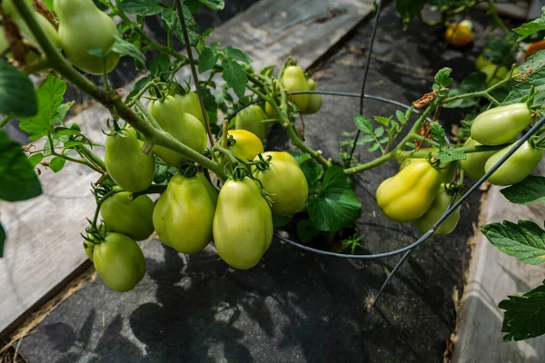 Αυλή Αυτο Σπαρμένα Βιολογικά Καλλιεργούνται Ώριμες Στρογγυλές Ντομάτες Βρώσιμα Κόκκινα — Φωτογραφία Αρχείου