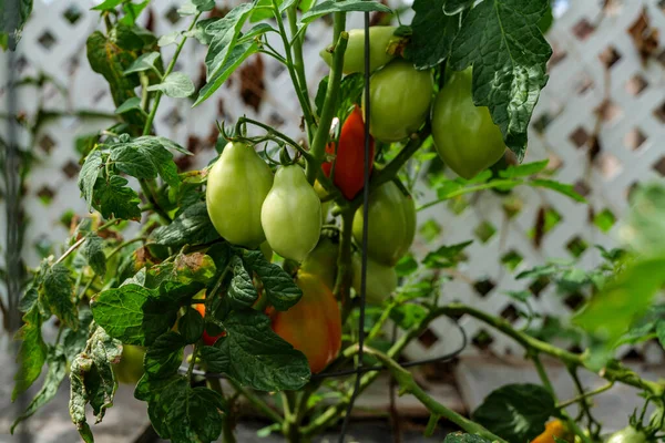 Backyard Self Sown Organically Grown Ripening Tomatoes Edible Red Fruit — Stock Photo, Image