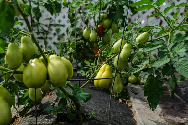 backyard self-sown organically grown ripening round tomatoes the edible red fruit or berry of nightshade Solanum Lycopersicum, rich in lycopene, eaten raw, cooked, sauced, or roasted are deliciously