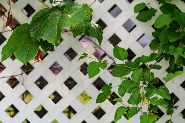 Grape Leafs Diseases Angular Reddish Brown Spots Shot Hole Centers —  Fotos de Stock