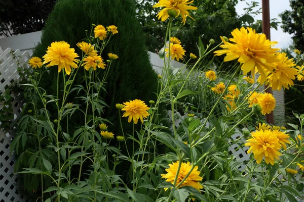 Coreopsis Lanceolata Sterntaler Summer Flowering Plant Yellow Summertime Flower June — Stok fotoğraf