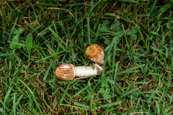 Macro Wild Chanterelle Mushroom Growing Moss Grass Mushroom Smooth Top — Foto de Stock
