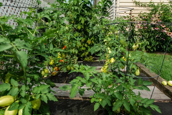 Αυλή Αυτο Σπαρμένα Βιολογικά Καλλιεργούνται Ώριμες Στρογγυλές Ντομάτες Βρώσιμα Κόκκινα — Φωτογραφία Αρχείου