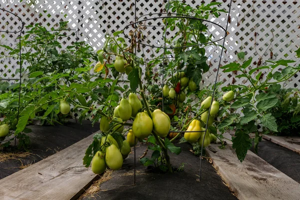 Ripening tomatoes in the garden. Green and red tomatoes on a branch with sunlight. Ripe and unripe tomatoes grow in the garden. High quality photo