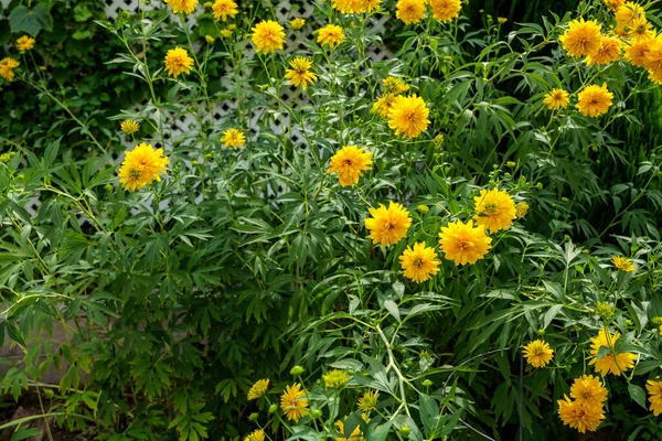 Coreopsis lanceolata Sterntaler a summer flowering plant with yellow summertime flower from June until September and commonly known as tickseed, stock photo image. High quality photo