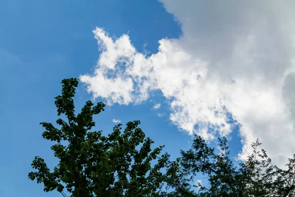 Красивая Природа Голубое Небо Облаками Деревьями Небо Облака Фон Копировать — стоковое фото