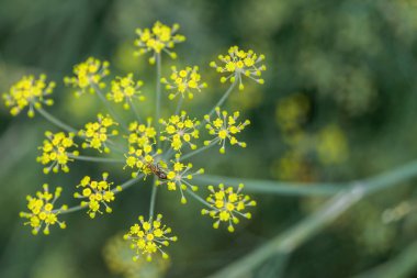 Bulanık yeşil arka planda çiçek açan anason çiçeklerinden nektar toplayan karınca. Yüksek kalite fotoğraf