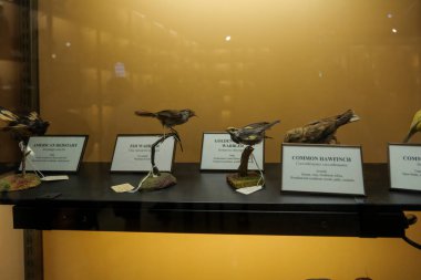 Müzede sergilenen doldurulmuş kuşlar. Yüksek kalite fotoğraf