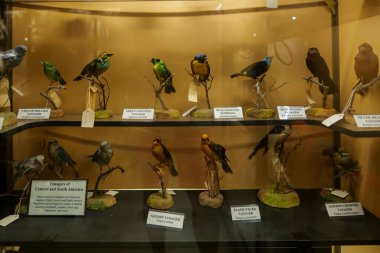 Müzede sergilenen doldurulmuş kuşlar. Yüksek kalite fotoğraf