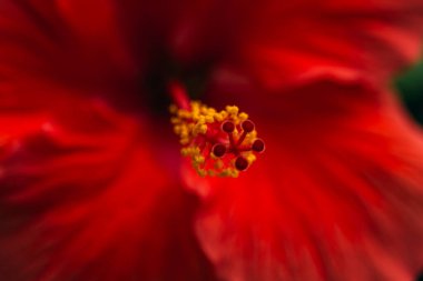 Güzel ve renkli çiçekleri, parlak gün ışığında çekilen çiçeklerle kapat, Macro. Yüksek kalite fotoğraf