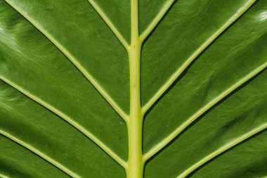 Alocasia makrokoritos bitkisinin güzel koyu yeşil yapraklı arka planı. Yeşil arka plan tasarımı. Poster, arkaplan, duvar kağıdı, tarım, şirket ve endüstri reklamları vs. için uygun