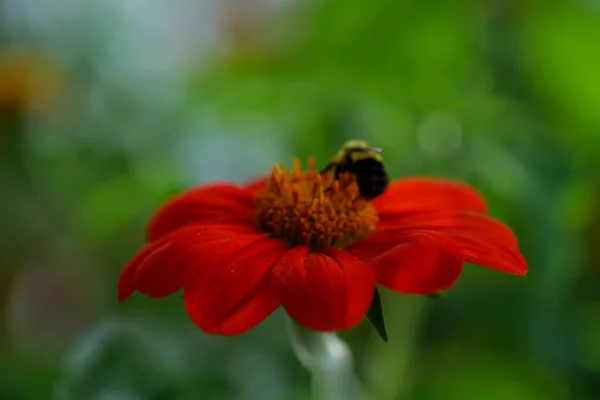 Close Bumblebee Collecting Nectar Fiesta Del Sol Mexican Sunflower High — Stock Photo, Image