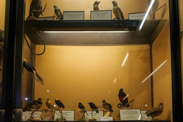 Des Oiseaux Peluche Exposés Dans Musée Photo Haute Qualité — Photo