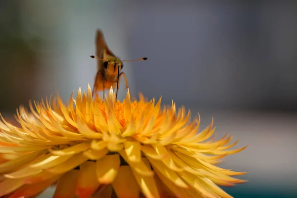 Bir Pecks Skipper Helichrysum braketatum Altın Sarı 'dan nektar topluyor. Yüksek kaliteli fotoğraf.