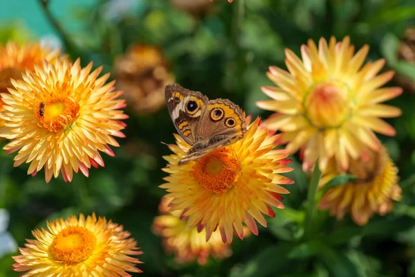 Common Buckeye 'ın güzel makrosu Junonia coenia bir Helichrysum braketatumundan nektar topluyor. Yüksek kalite fotoğraf