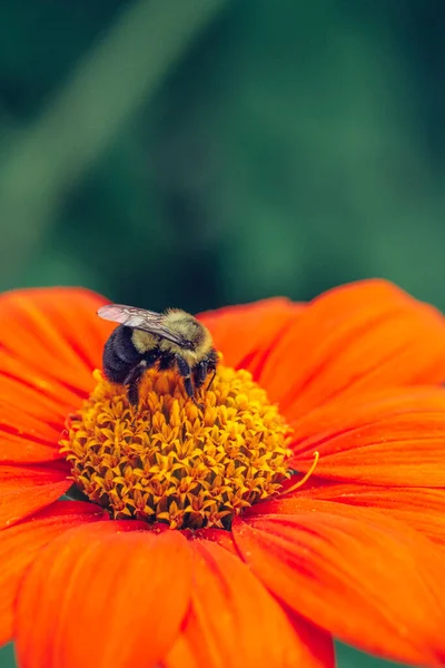 Close up. Bumblebee is collecting nectar from a Fiesta del Sol Mexican Sunflower. High quality photo