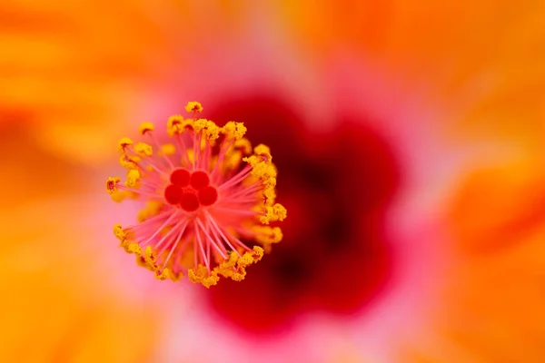 Primer Plano Hermosas Coloridas Flores Hibisco Plena Floración Tomadas Bajo — Foto de Stock