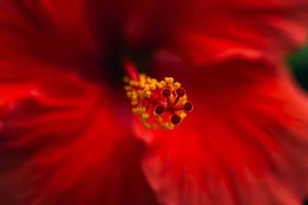 Close Beautiful Colorful Hibiscus Flowers Full Bloom Taken Bright Sunshine — Stock Photo, Image