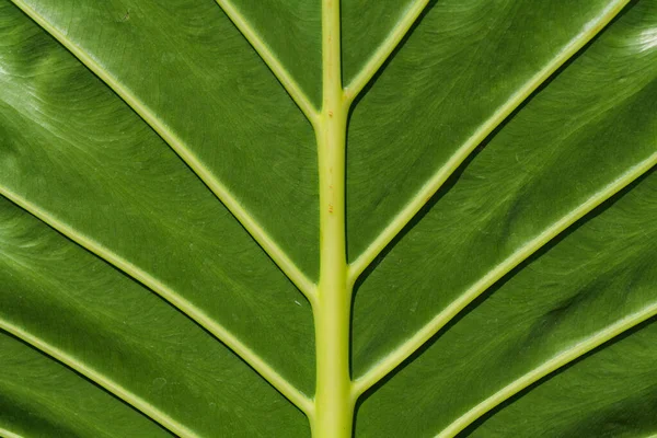 Hermosas Hojas Color Verde Oscuro Patrón Fondo Alocasia Macrorrhizos Planta —  Fotos de Stock