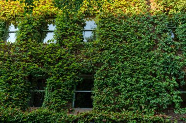 New York City 'de Green Ivy tarafından korunan klasik bir ev. Binadaki pencereler. Yüksek kalite fotoğraf