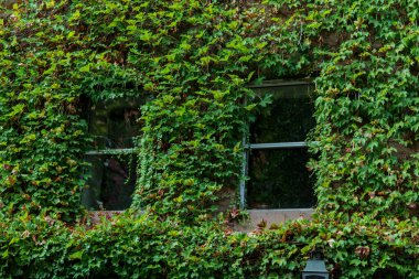 New York City 'de Green Ivy tarafından korunan klasik bir ev. Binadaki pencereler. Yüksek kalite fotoğraf