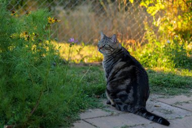 Bahçede sevimli, genç, gri bir kedi, arka bahçede oturan sevimli bir kedi, arkasında da yumuşak güneş ışığı. Yüksek kaliteli fotoğraf.