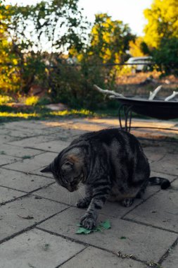 Kedi arka bahçede kedi nanesi kokluyor ve yalıyor. Yüksek kaliteli fotoğraf.