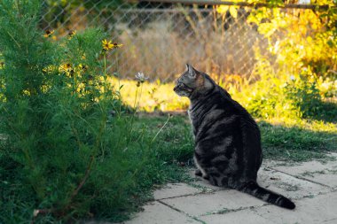 Bahçede sevimli, genç, gri bir kedi, arka bahçede oturan sevimli bir kedi, arkasında da yumuşak güneş ışığı. Yüksek kaliteli fotoğraf.