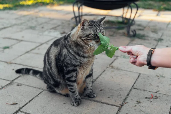 Cat Sniffs Licks Catnip Backyard High Quality Photo — Stock Photo, Image