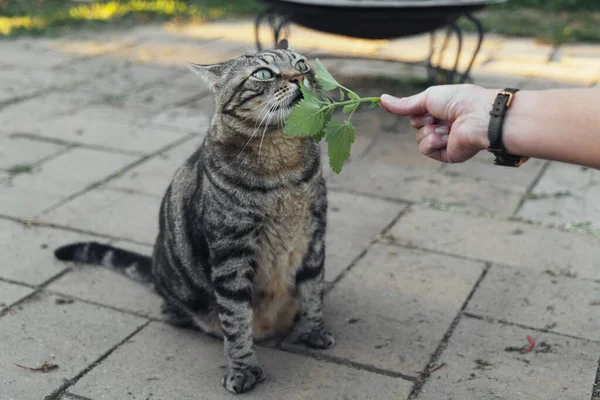 Katten Sniffar Och Slickar Kattmynta Trädgården Högkvalitativt Foto — Stockfoto