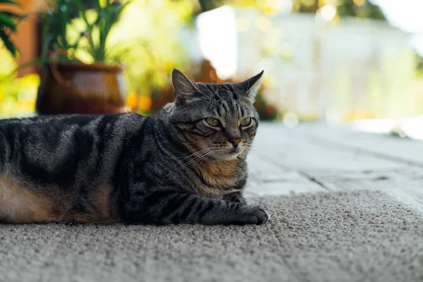 Kedi Arka Bahçenin Güvertesinde Altın Batan Güneşin Arka Planında Dinleniyor — Stok fotoğraf