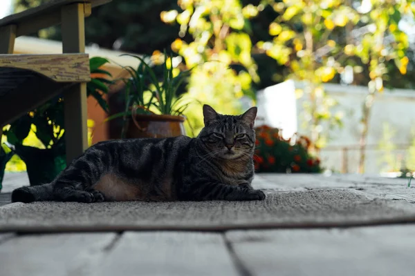 Cat Resting Deck Backyard Background Golden Setting Sun High Quality — Stock Photo, Image