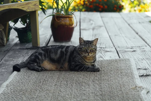 Gato Está Descansando Convés Quintal Contra Fundo Sol Poente Dourado — Fotografia de Stock