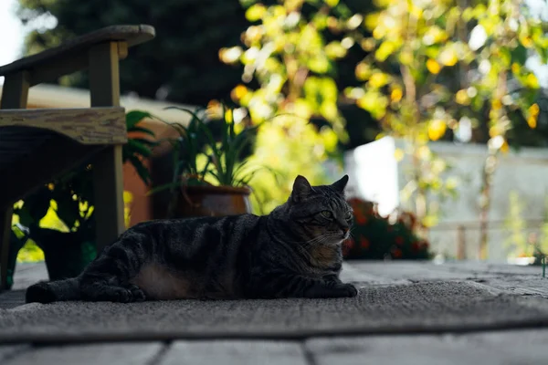 Die Katze Ruht Auf Dem Deck Des Hinterhofs Vor Dem — Stockfoto